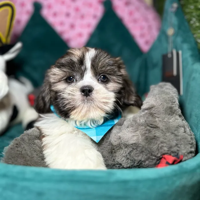 Male Teddy Bear puppy named Winston for sale at Fashionable Pets.