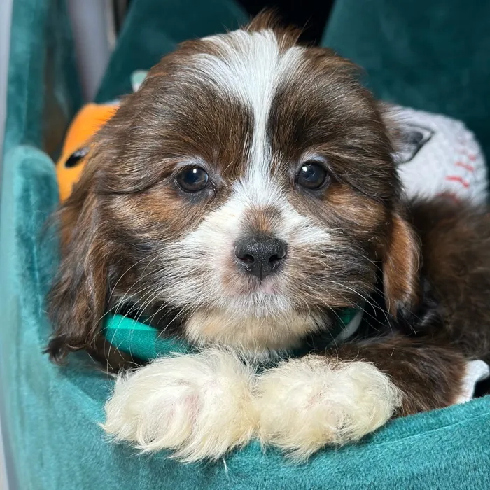 Male Cavapoo 2Nd Generation puppy named Charming for sale at Fashionable Pets.