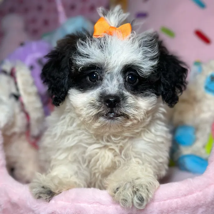 Female Teddy Bear puppy named Autumn for sale at Fashionable Pets.