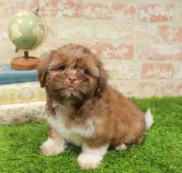 Male Teddy Bear puppy named Flint for sale at Fashionable Pets.
