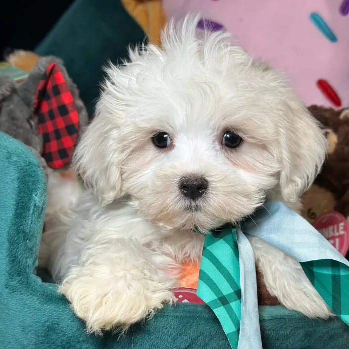 Male Maltese puppy named Copper for sale at Fashionable Pets.
