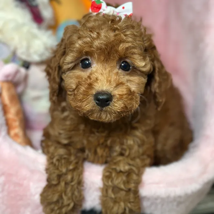 Female Cavapoo 2Nd Generation puppy named Tiana for sale at Fashionable Pets.