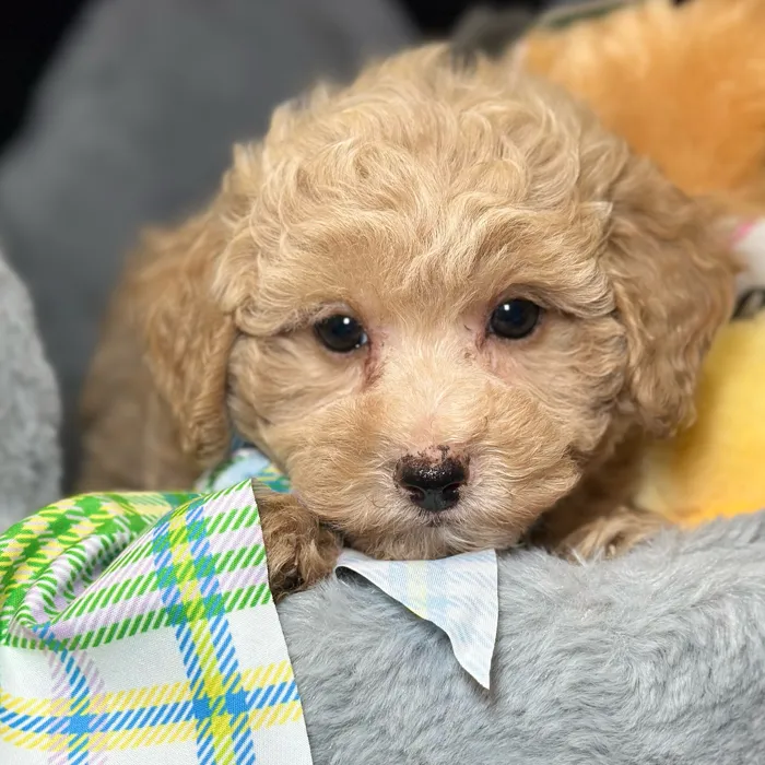 Male Maltipoo puppy named Charlie for sale at Fashionable Pets.