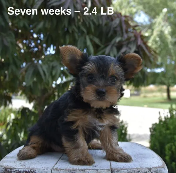 Female Yorkshire Terrier puppy named Hazel for sale at Fashionable Pets.