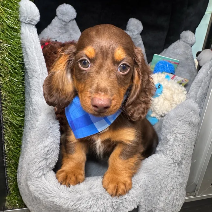 Male Dachshund puppy named Mocha for sale at Fashionable Pets.