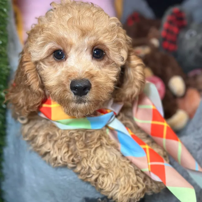 Male Cavapoo puppy named Nico for sale at Fashionable Pets.