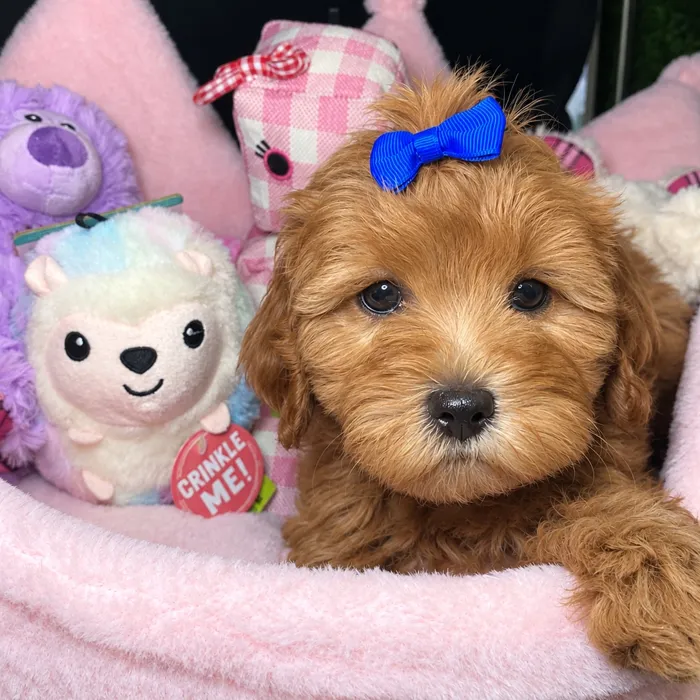 Female Lhasa-Poo puppy named Willow for sale at Fashionable Pets.