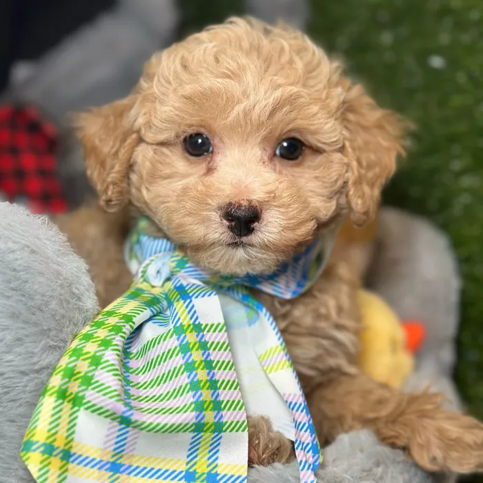 Male Maltipoo puppy named Charlie for sale at Fashionable Pets.