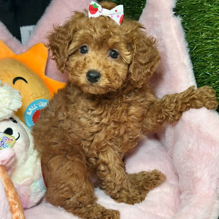 Female Cavapoo 2Nd Generation puppy named Tiana for sale at Fashionable Pets.