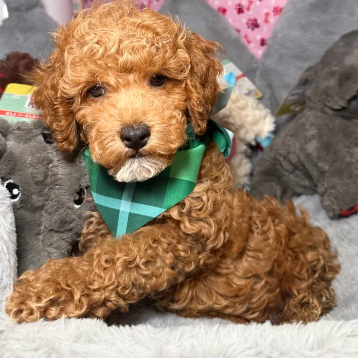 Male Poodle puppy named Pesto for sale at Fashionable Pets.