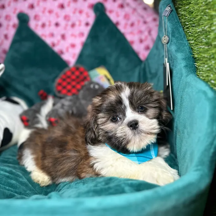 Male Teddy Bear puppy named Winston for sale at Fashionable Pets.