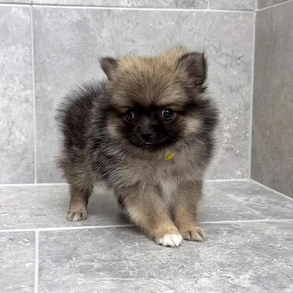 Male Pomeranian puppy named Otis for sale at Fashionable Pets.
