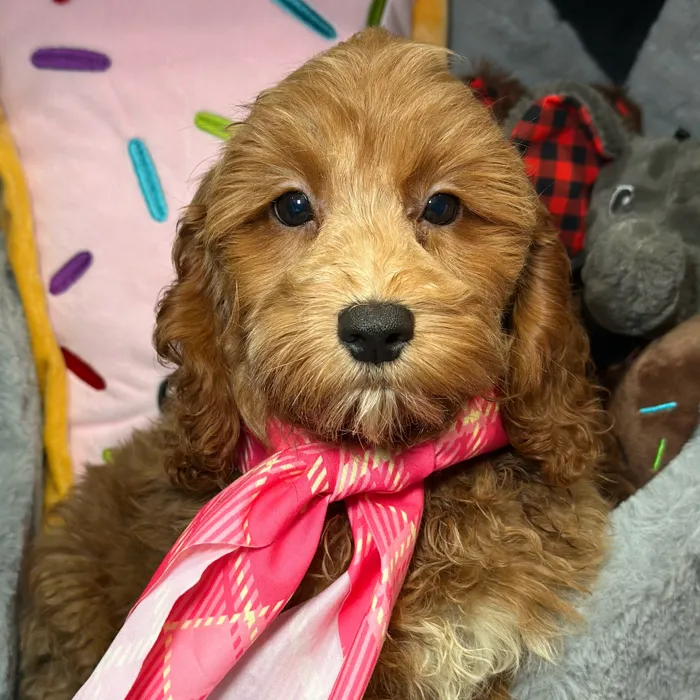 Male Cavapoo puppy named Luca for sale at Fashionable Pets.