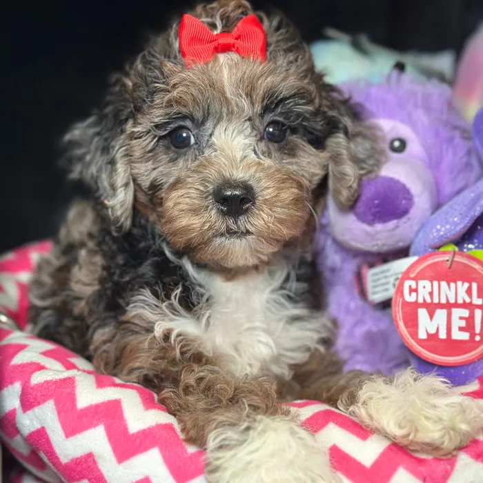 Female Cavapoo puppy named Vita for sale at Fashionable Pets.
