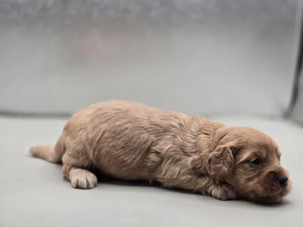 Male Cavapoo 2Nd Generation puppy for sale at Fashionable Pets.
