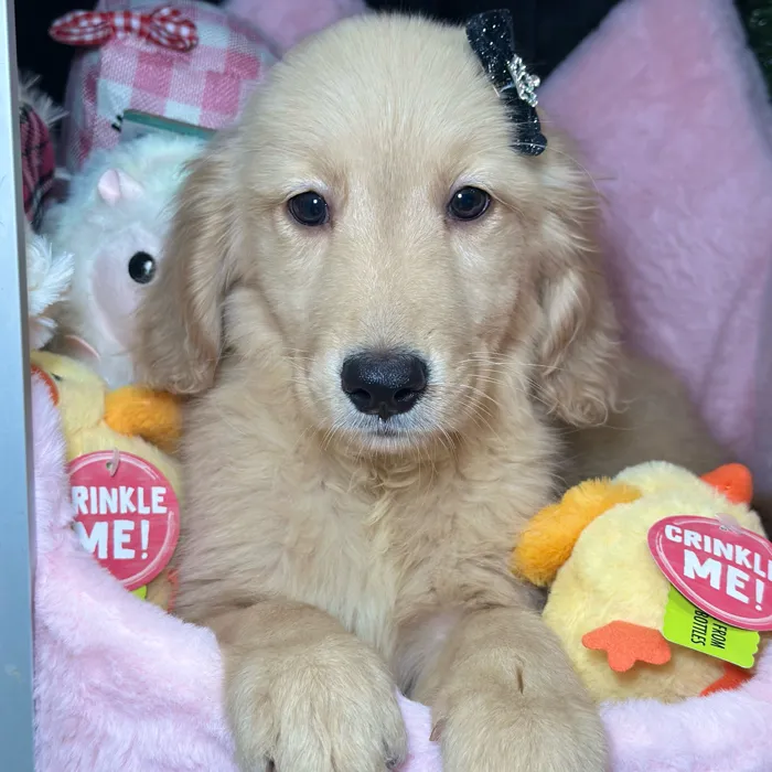 Female Golden Retriever puppy named Willow for sale at Fashionable Pets.
