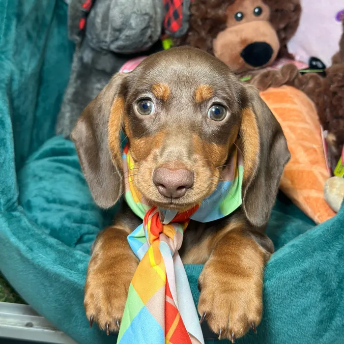 Male Dachshund puppy named Sookie for sale at Fashionable Pets.