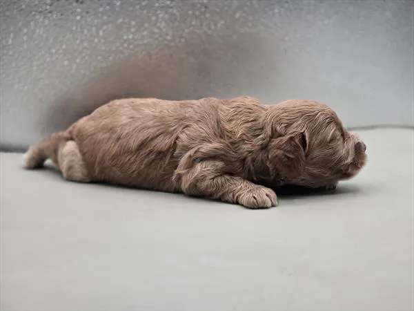 Male Cavapoo 2Nd Generation puppy for sale at Fashionable Pets.