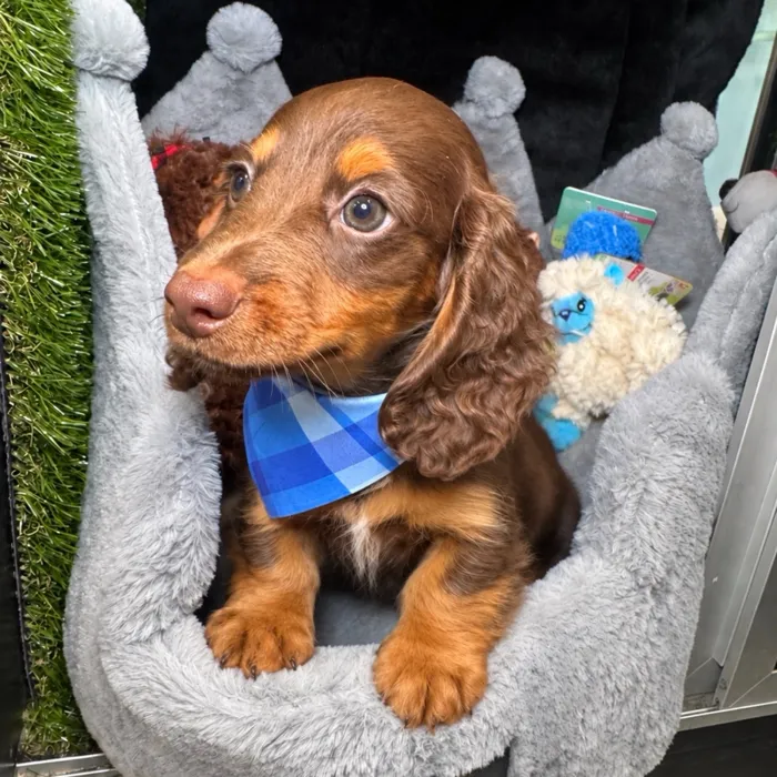 Male Dachshund puppy named Mocha for sale at Fashionable Pets.