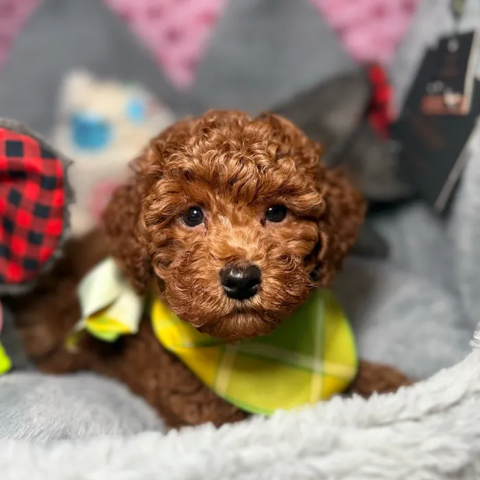 Male Poodle puppy named Guacamole for sale at Fashionable Pets.