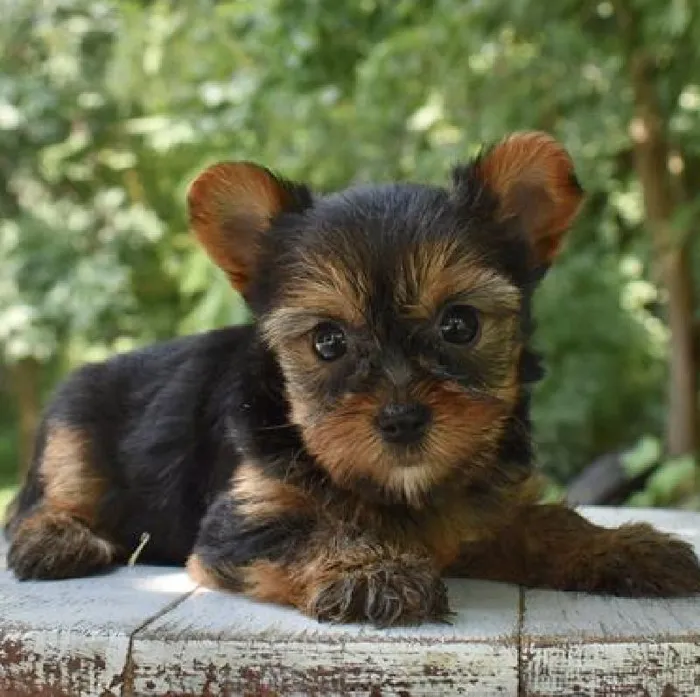 Female Yorkshire Terrier puppy named Mia for sale at Fashionable Pets.