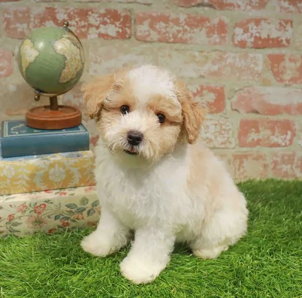 Male Bichapoo puppy named Vesper for sale at Fashionable Pets.
