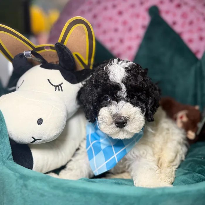 Male Poodle puppy named Cricket for sale at Fashionable Pets.
