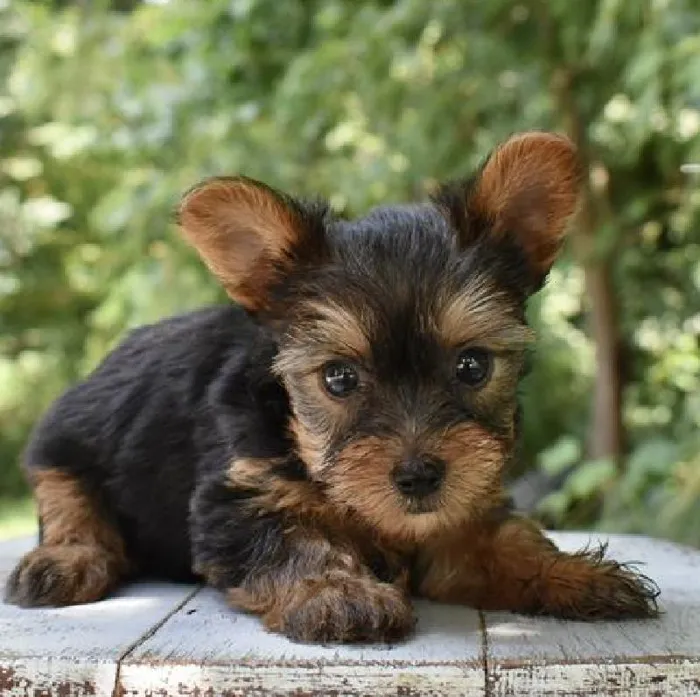 Male Yorkshire Terrier puppy named Tino for sale at Fashionable Pets.
