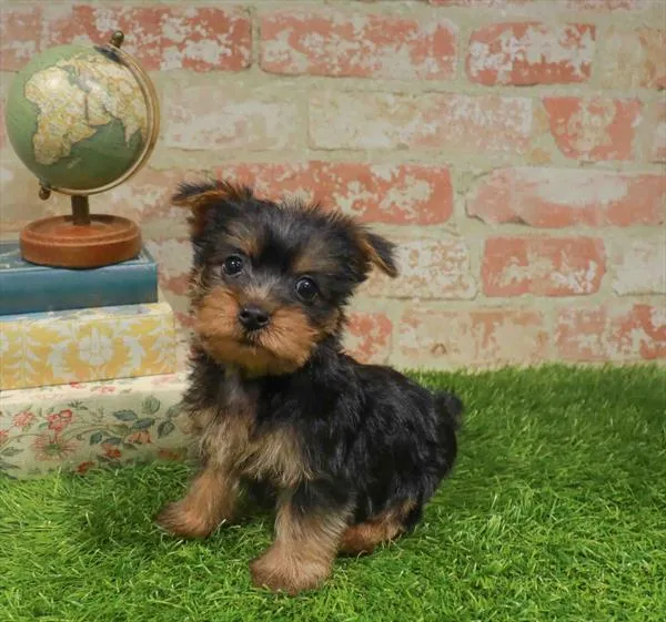 Male Silky Terrier puppy named Moss for sale at Fashionable Pets.