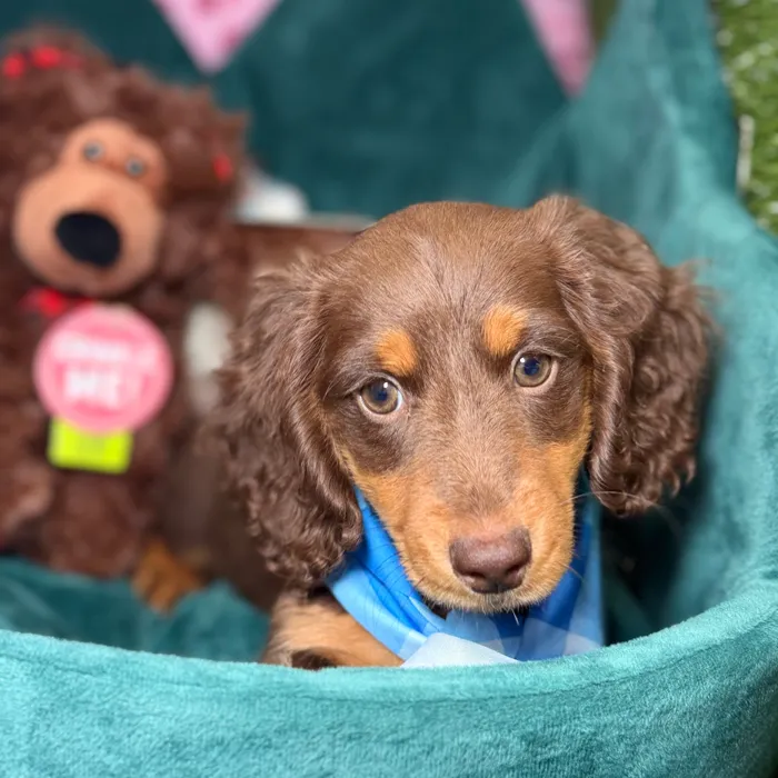 Male Dachshund puppy named Cocoa for sale at Fashionable Pets.