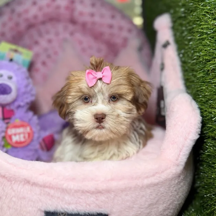 Female Teddy Bear puppy named Sybil for sale at Fashionable Pets.