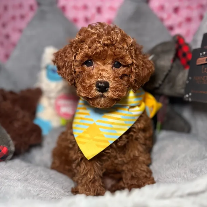 Male Poodle puppy named Hummus for sale at Fashionable Pets.