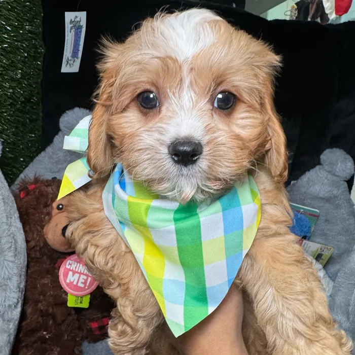 Male Cavapoo puppy named Biscuit for sale at Fashionable Pets.