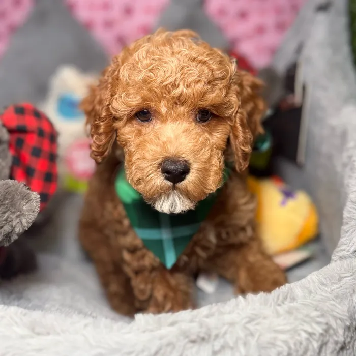Male Poodle puppy named Pesto for sale at Fashionable Pets.