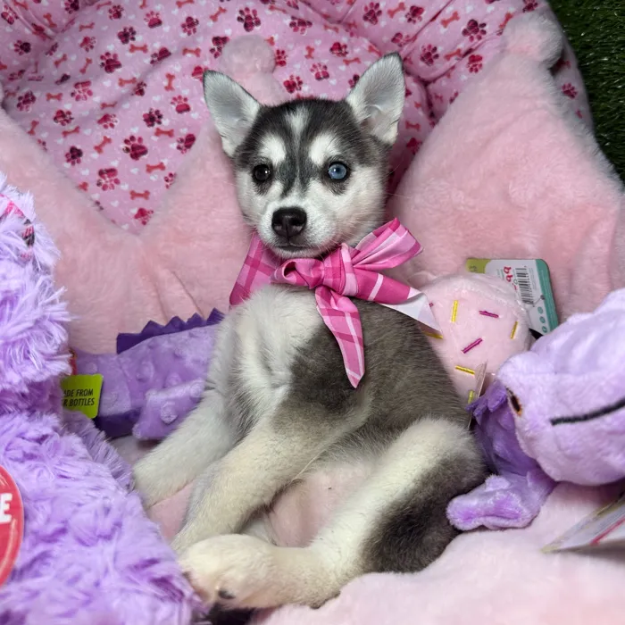 Female Alaskan Klee Kai puppy named Dovie for sale at Fashionable Pets.