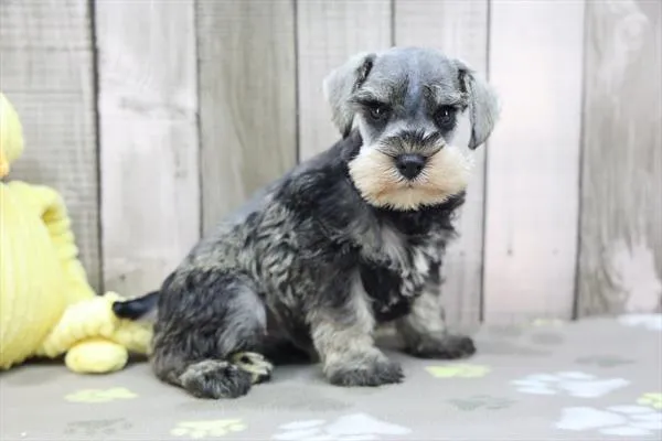 Male Miniature Schnauzer puppy named Salt for sale at Fashionable Pets.