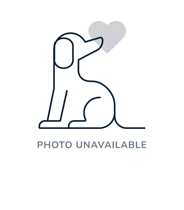 Male Maltipoo puppy named Cricket for sale at Fashionable Pets.